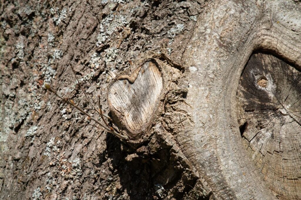 baum